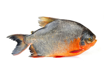 White pomfret on a white background