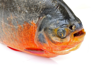 White pomfret on a white background