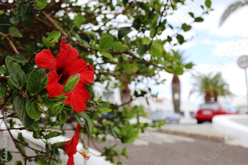カナリア諸島ランサローテ島の赤いハイビスカスと白い壁の街並み Wall Mural Kobunagusa