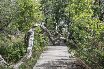 horizontal image of a gnarled  tree trunk growing out of a board walk surrounded by lush green trees in the summer time.
