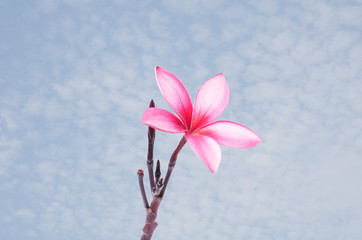 Plumeria flower on blue sky