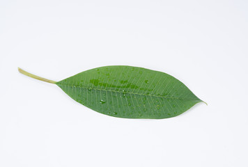 Wet Frangipani leaf on a white background.