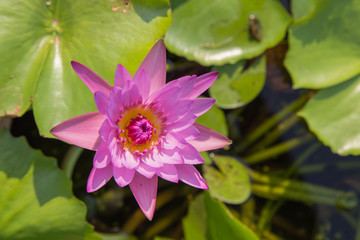 bright soft purple lotus
