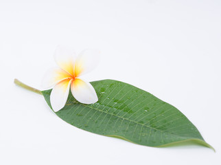 Plumeria on a white background.