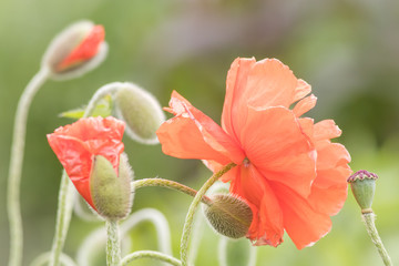 Beautiful and delicate poppies in bloom in soft setting
