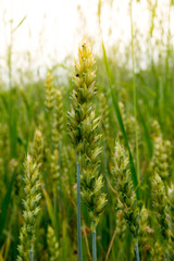 Field of green wheat