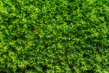 Fototapeta na wymiar Perfect countless small green leafs background vegetation wall