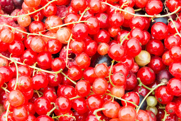 Closeup of red currant