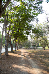 Summer park road
