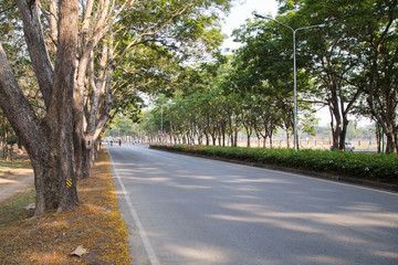 Summer park road
