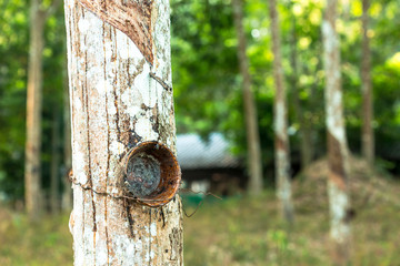 Rubber farmers tap barks from left to right, to flow the field latex into a container. The farmers recess the tapping and tie the container to the trunk, in summer or during putting out new leaves.