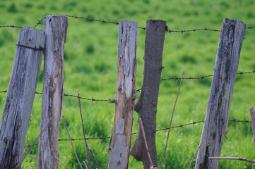 Fototapeta premium 牧場の古い柵