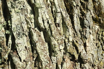 Фон старой ивовой коры дерева