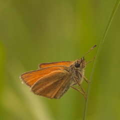 European Skipper Closeup
