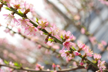 The peach blossom in the greenhouses