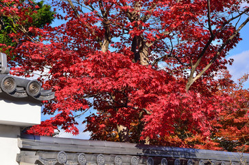 Color of autumn leaves at Tenryuji Temple, Arashiyama Kyoto Japan.