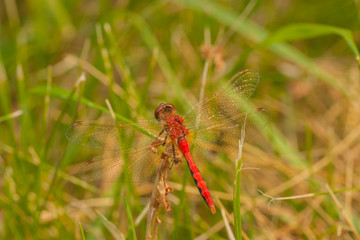 Dorsal View of Red-Veined Darter