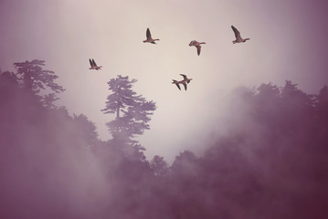 Fototapeta premium Birds at sunrise or sunset nature concept
