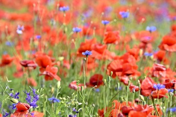 Mohnblumen und Kornblumen