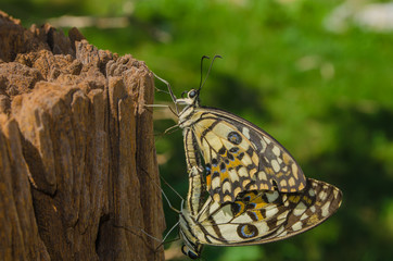 Butterflies mating