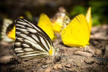 Butterfly in nature