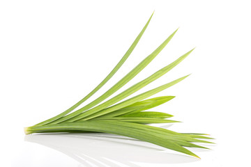 Close up green fresh pandan leaves isolated on white