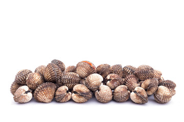 Raw blood cockle isolated on white background