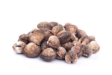 Raw blood cockle isolated on white background