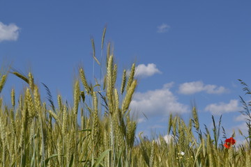 pole - pszenżyto © robert6666