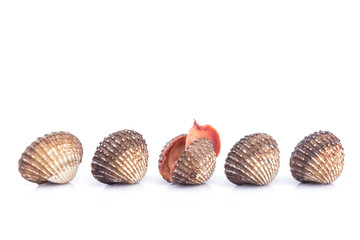 Raw blood cockle isolated on white background