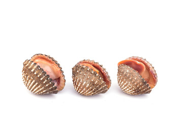 Raw blood cockle isolated on white background