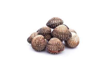 Raw blood cockle isolated on white background