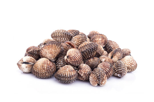 Raw blood cockle isolated on white background