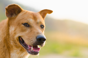 Naklejka premium Dog