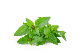 Sweet Basil on white background