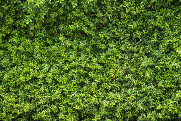 Pattern green plant wall texture and background