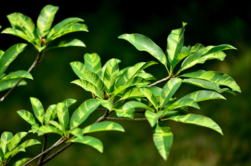 Manilkara zapota, commonly known as the sapodilla. This type of sapodilla's leaves is so beautiful. Its fruit is round to egg-shape and flavor is sweet and pleasant.