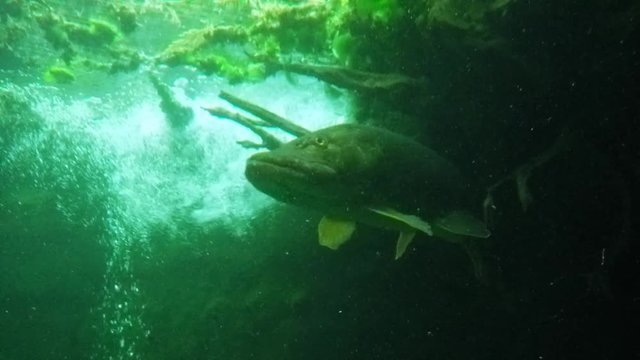 Big Northern Pike (Esox Lucius). Underwater video of fresh water fish. Animals in nature.