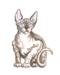 Image of a thoroughbred Sphynx cat. Watercolor painting.