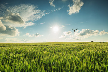 Flying drone above the wheat field