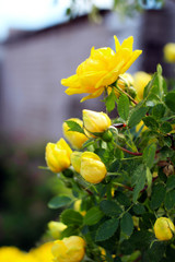 wild rose with yellow flowers