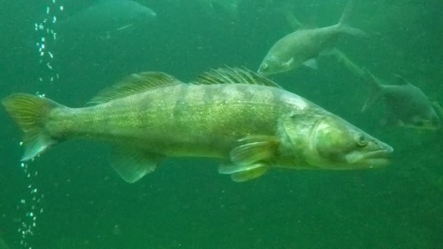 Huge Walleye, Zander or Pike-perch (Sander lucioperca). Underwater video of fresh water fish. Animals in nature.
