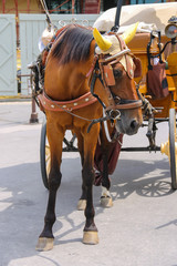 Horse-drawn carriage on Piazza del Duomo in Pisa, Italy