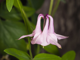 Pink flower of European or Common columbine, Aquilegia vulgaris, close-up, selective focus, shallow...