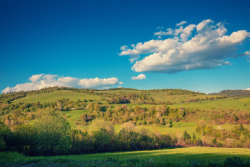 Olive groves on the hills. Tuscany, Italy