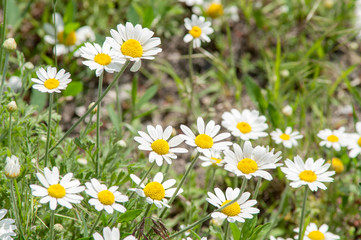 Obraz na płótnie Canvas steppe field of daisies