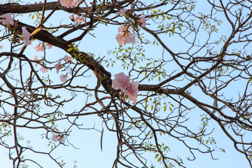 Beautiful blooming pink flower of Tabebuia heterophylla. (Trumpet Tree )
