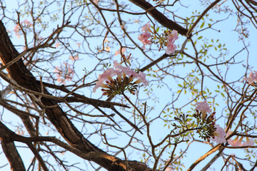 Beautiful blooming pink flower of Tabebuia heterophylla. (Trumpet Tree )

