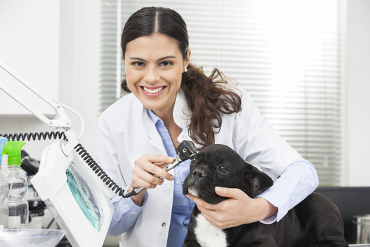Portrait Of Veterinarian Examining Bulldog With Otoscope