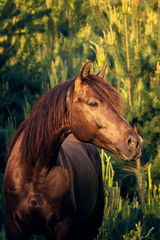 Portrait of a horse in a pine forest